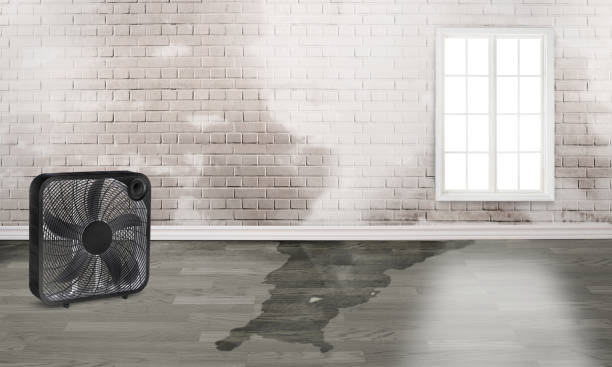 Best Water damage repair service  in Vienna, IL