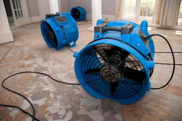 Best Mold removal after water damage  in Vienna, IL